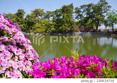 九華公園のつつじ《三重県 桑名市》 136614738