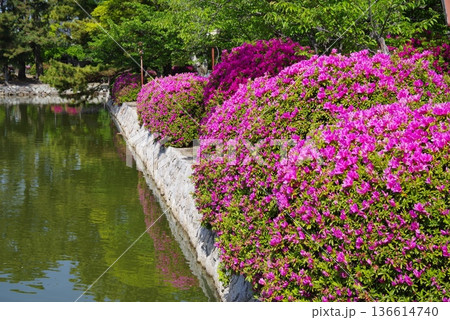 九華公園のつつじ《三重県 桑名市》 九華公園のつつじ《三重県 桑名市》 136614740
