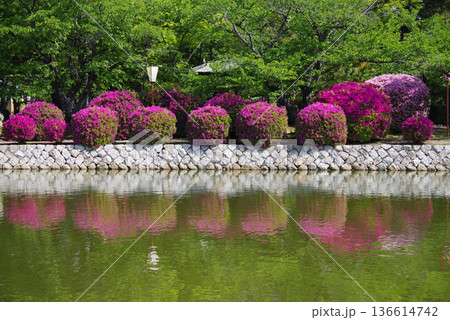 九華公園のつつじ《三重県 桑名市》 136614742