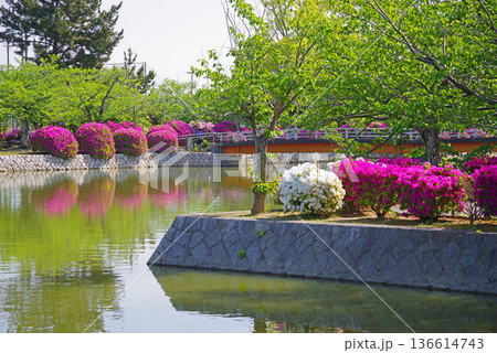 九華公園のつつじ《三重県 桑名市》 九華公園のつつじ《三重県 桑名市》 136614743