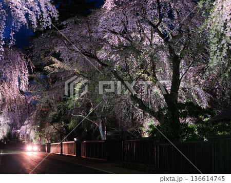 武家屋敷通りの見事な夜桜、ライトアップ、枝垂れ桜が彩る春の街並み（角館） 136614745
