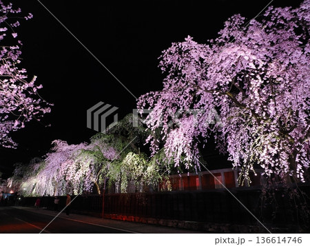 武家屋敷通りの見事な夜桜、ライトアップ、枝垂れ桜が彩る春の街並み(角館) 武家屋敷通りの見事な夜桜、ライトアップ、枝垂れ桜が彩る春の街並み(角館) 136614746