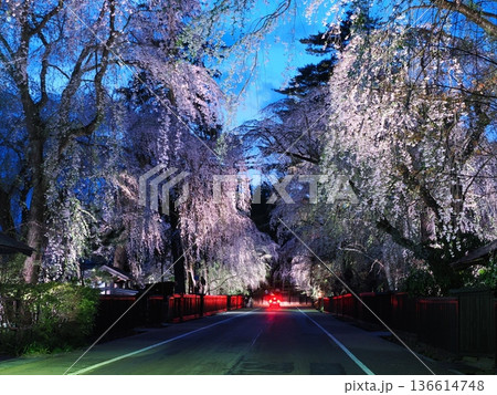 武家屋敷通りの見事な夜桜、ライトアップ、枝垂れ桜が彩る春の街並み(角館) 武家屋敷通りの見事な夜桜、ライトアップ、枝垂れ桜が彩る春の街並み(角館) 136614748