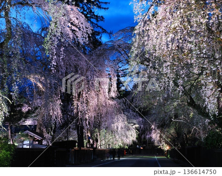 武家屋敷通りの見事な夜桜、ライトアップ、枝垂れ桜が彩る春の街並み（角館） 136614750