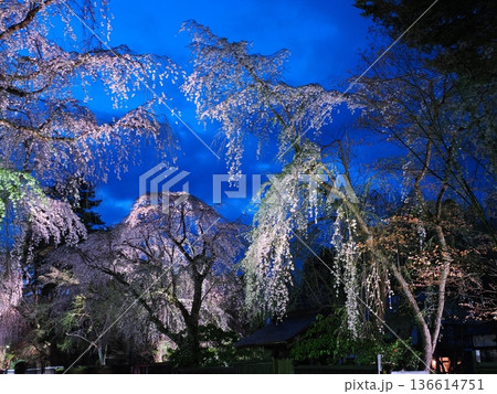 武家屋敷通りの見事な夜桜、ライトアップ、枝垂れ桜が彩る春の街並み（角館） 136614751