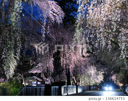 武家屋敷通りの見事な夜桜、ライトアップ、枝垂れ桜が彩る春の街並み（角館） 136614753