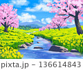 桜並木と菜の花畑の風景 136614843