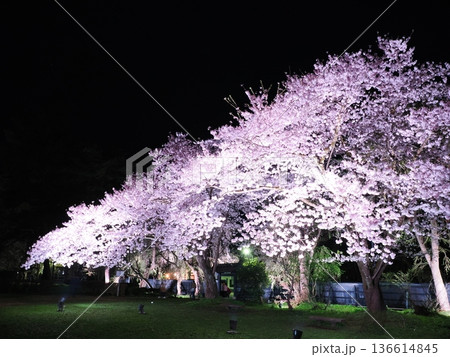 武家屋敷通りの見事な夜桜、ライトアップ、枝垂れ桜が彩る春の街並み（角館） 136614845