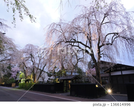 角館・武家屋敷通り、満開の桜が彩る春の情緒ある街並み 角館・武家屋敷通り、満開の桜が彩る春の情緒ある街並み 136614996