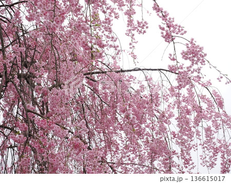 角館・武家屋敷通り、満開の桜が彩る春の情緒ある街並み 角館・武家屋敷通り、満開の桜が彩る春の情緒ある街並み 136615017