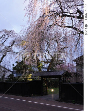 角館・武家屋敷通り、満開の桜が彩る春の情緒ある街並み 136615082