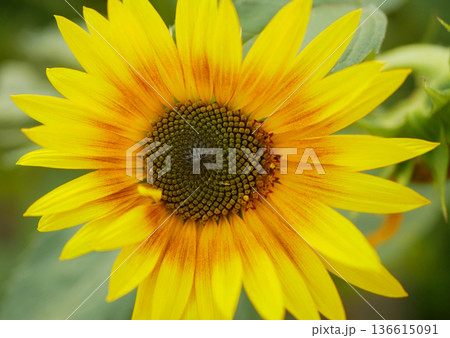 Sunflower helianthus annuus in farm field garden blooming beautiful farming vibrant bright yellow flower heads petals with seeds spiral pattern in central disc plant close-up photo. Used in cooking Sunflower helianthus annuus in farm field garden blooming beautiful farming vibrant bright yellow flower heads petals with seeds spiral pattern in central disc plant close-up photo. Used in cooking 136615091