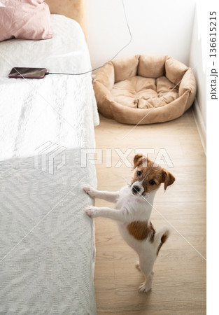 Young dog standing by white bed in room at home. Young dog standing by white bed in room at home. 136615215