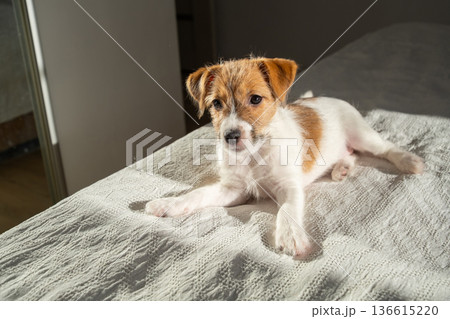 Adorable puppy resting on bed in ray of sunlight. Adorable puppy resting on bed in ray of sunlight. 136615220