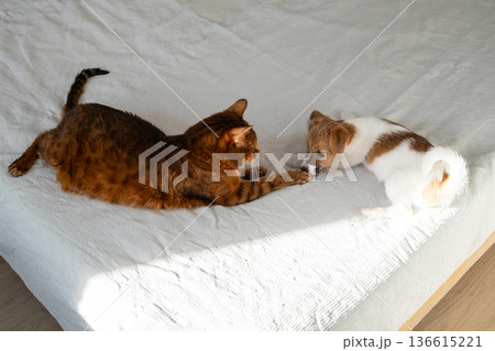Cat and puppy playing on bed. Pet relationship concept. Cat and puppy playing on bed. Pet relationship concept. 136615221