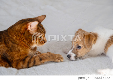 Bengal cat looking at Jack Russell puppy, animals lying on white blanket. Bengal cat looking at Jack Russell puppy, animals lying on white blanket. 136615222