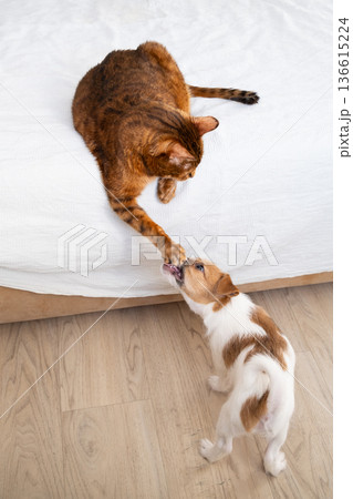 Cat playing with puppy. Funny pet interaction, friendship and coexistence. 136615224