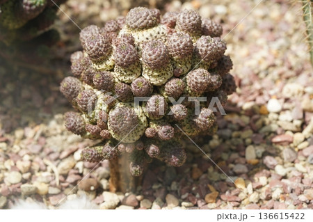 Mammillaria Fraileana Cactus Close Up Plant Portrait 136615422
