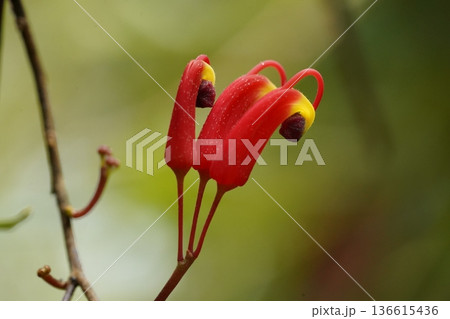 Lipstick Vine Aeschynanthus Radicans Exotic Beauty 136615436