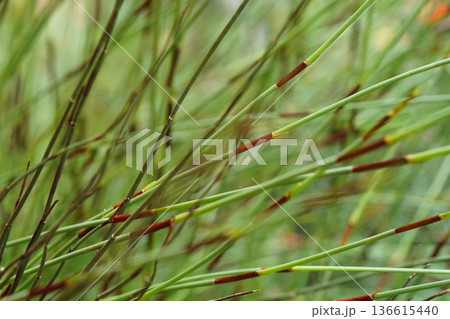Organic texture of slender green plants with brown sections 136615440