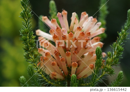 Beautiful Erica Flower Close Up Botanical Photography 136615442