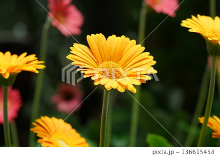 Beautiful Yellow Gerbera Daisy in Full Bloom Macro Shot Beautiful Yellow Gerbera Daisy in Full Bloom Macro Shot 136615458