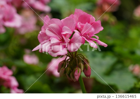 Beautiful Pink Geranium Flowers in Bloom Outdoors 136615465