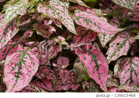 Pink Polka Dot Plant Hypoestes Phyllostachya Care Tips Pink Polka Dot Plant Hypoestes Phyllostachya Care Tips 136615468