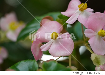 Delicate Pink Begonias with Yellow Centers 136615470