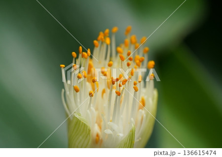 Powderpuff Lily Flower Close Up Beauty Of Nature 136615474