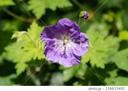 Purple Geranium Flower Close Up Photography Purple Geranium Flower Close Up Photography 136615491