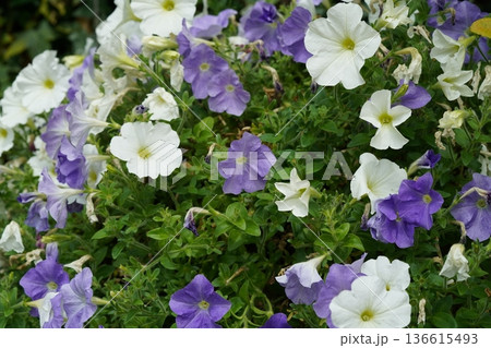 Beautiful Purple and White Petunias in Bloom Beautiful Purple and White Petunias in Bloom 136615493