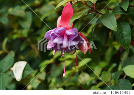 Beautiful Fuchsia Flower Close up Delicate Petals Bloom Beautiful Fuchsia Flower Close up Delicate Petals Bloom 136615495