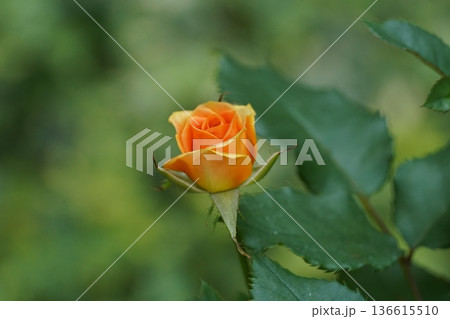 Beautiful Orange Rose Bud with Green Leaves Backdrop 136615510