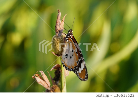 Monarch Butterfly Resting on a Flower in Natural Light Monarch Butterfly Resting on a Flower in Natural Light 136615522