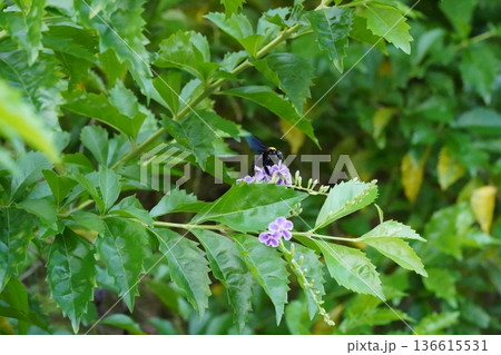Carpenter Bee on Purple Duranta Flowers in Green Foliage Carpenter Bee on Purple Duranta Flowers in Green Foliage 136615531