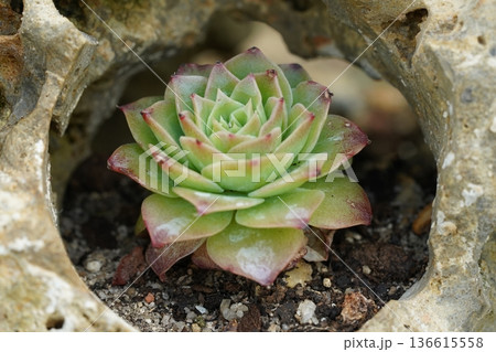 Succulent Plant Growing in Rock Formation Close Up View 136615558