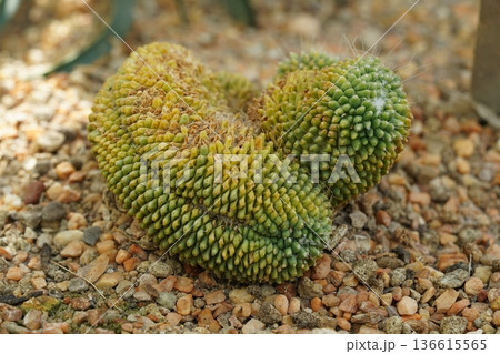 Unique Crested Cactus Growing on Rocky Ground in Sunlight Unique Crested Cactus Growing on Rocky Ground in Sunlight 136615565
