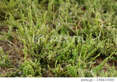Vibrant Green Saltwort Plants Growing in Natural Habitat Vibrant Green Saltwort Plants Growing in Natural Habitat 136615569
