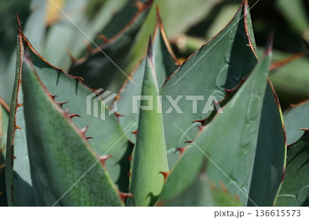 Agave Plant Close Up with Thorns Green Nature Detail 136615573