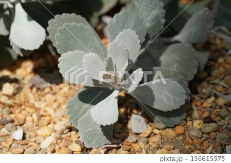 Beautiful Succulent Plant with Unique Scalloped Leaves Beautiful Succulent Plant with Unique Scalloped Leaves 136615575