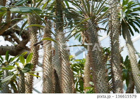 Tall Spiky Tropical Plants Growing in a Bright Greenhouse 136615579