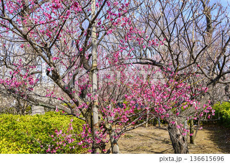 東京都 世田谷区 羽根木公園 梅園 梅まつり 東京都 世田谷区 羽根木公園 梅園 梅まつり 136615696
