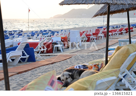 Beach Loungers For Dogs Funny Story, Humor Beach Loungers For Dogs Funny Story, Humor 136615821