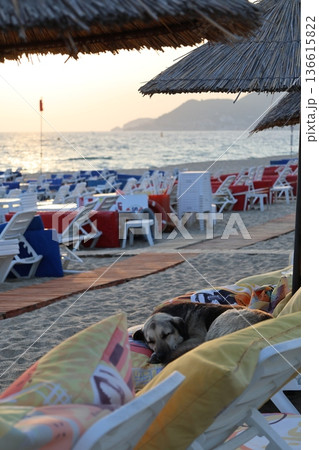 Beach Loungers For Dogs Funny Story, Humor 136615822