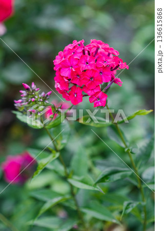Phlox Red Riding Hood vivid summer bloom Phlox Red Riding Hood vivid summer bloom 136615868