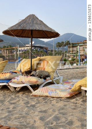 Beach Loungers For Dogs Funny Story, Humor Beach Loungers For Dogs Funny Story, Humor 136615873