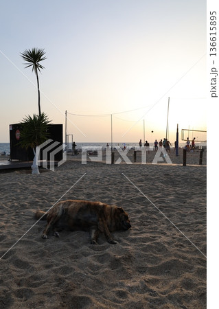 Beach Loungers For Dogs Funny Story, Humor Beach Loungers For Dogs Funny Story, Humor 136615895