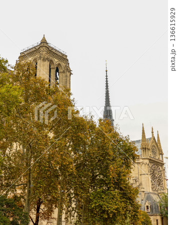 Notre Dame Cathedral exterior showcasing the gothic architecture of a bell tower, spire, and rose window among autumn trees 136615929
