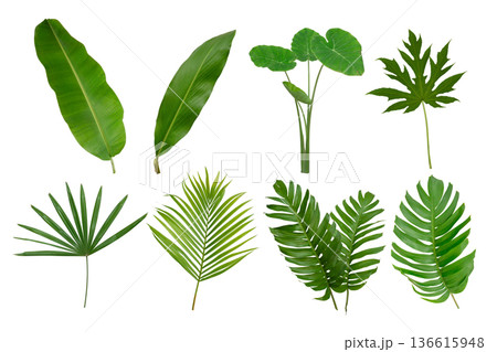 Banana, palm and momstera green leaf tropical plant isolated on white background. Banana, palm and momstera green leaf tropical plant isolated on white background. 136615948